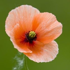 Meet your Posher, Steven